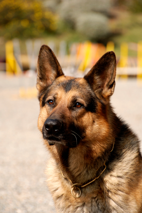 German Sheperd training